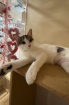 Dottie