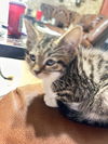 NAPSTER