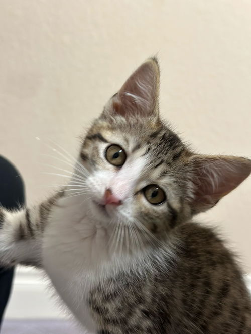 SUKI