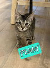 PENNY