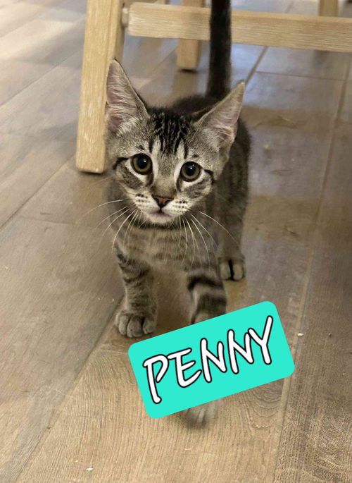 PENNY