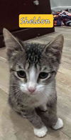SHELDON