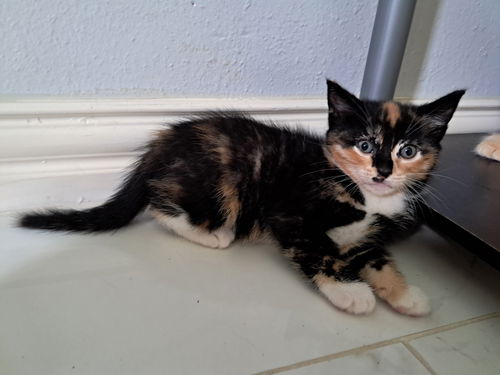 Kit Kat