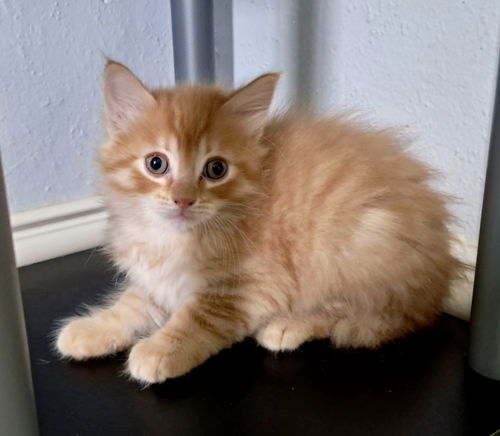 Baby Cheddar