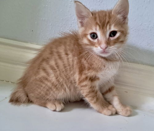 Toby the Tiger
