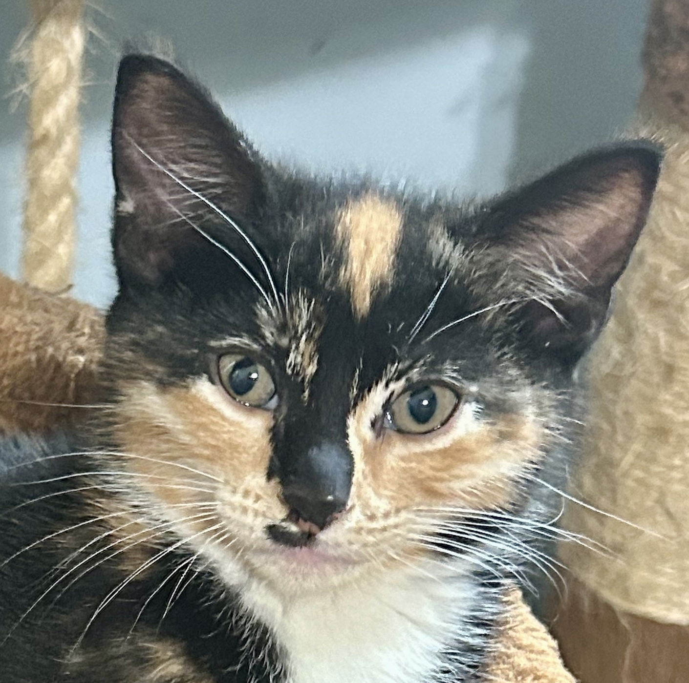 adoptable Cat in Cypress, TX named Tawny