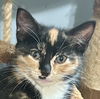 adoptable Cat in  named Tawny
