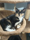 Tawny