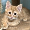 adoptable Cat in  named Bumblebee