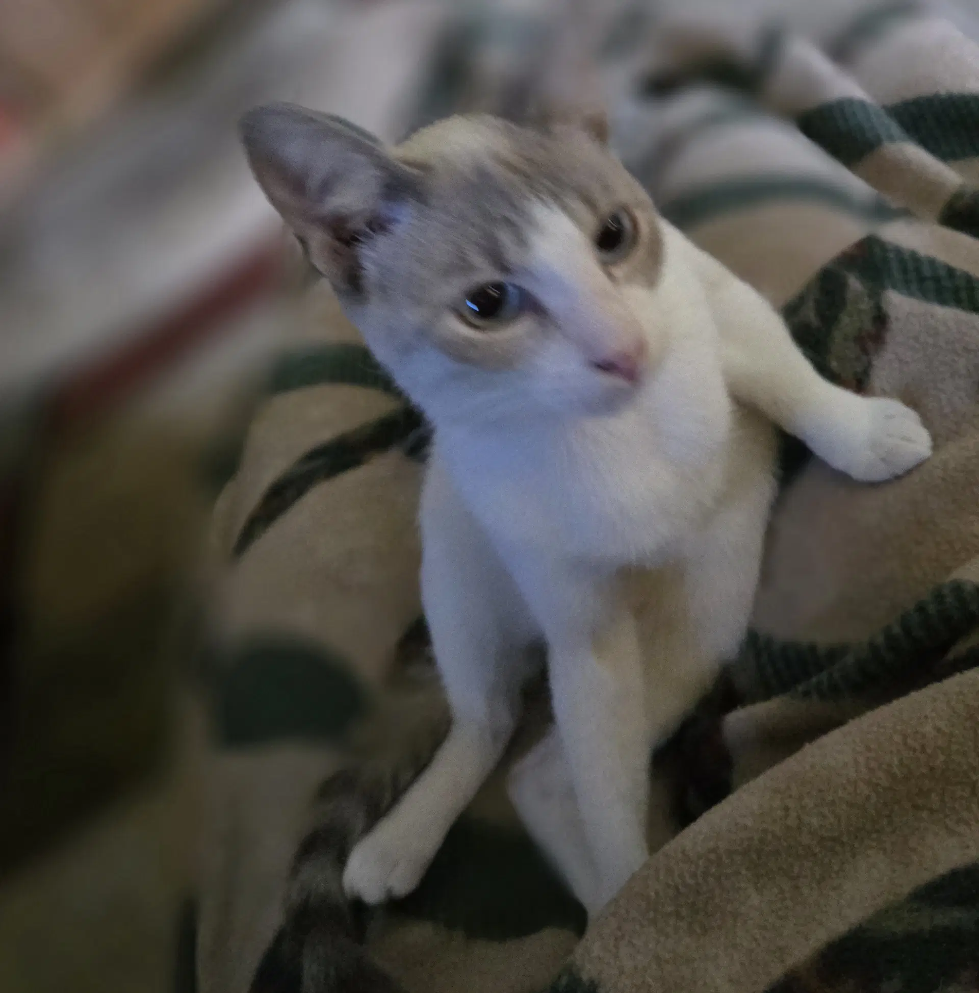 Gatsby - Siamese