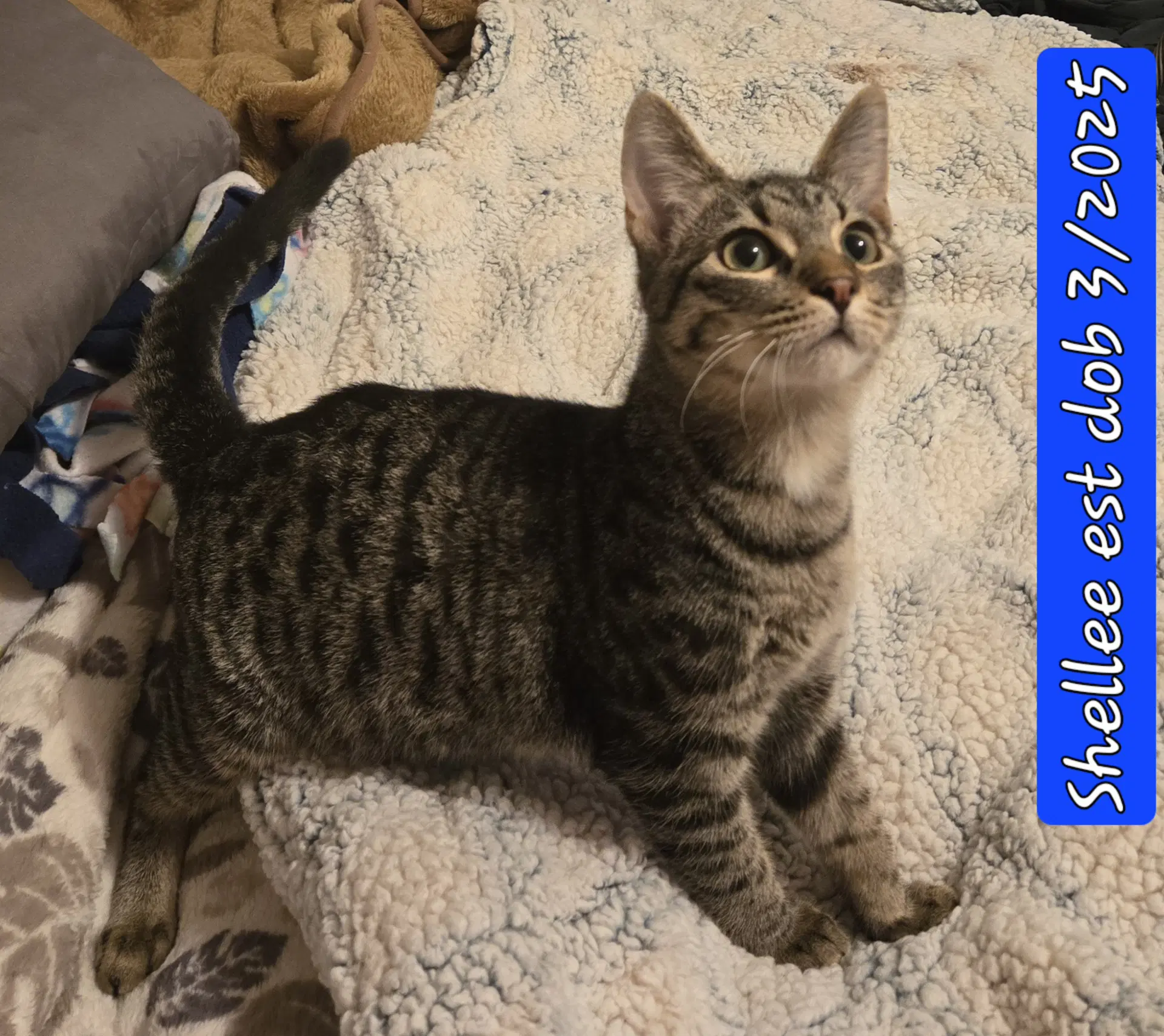 Shellee image 2