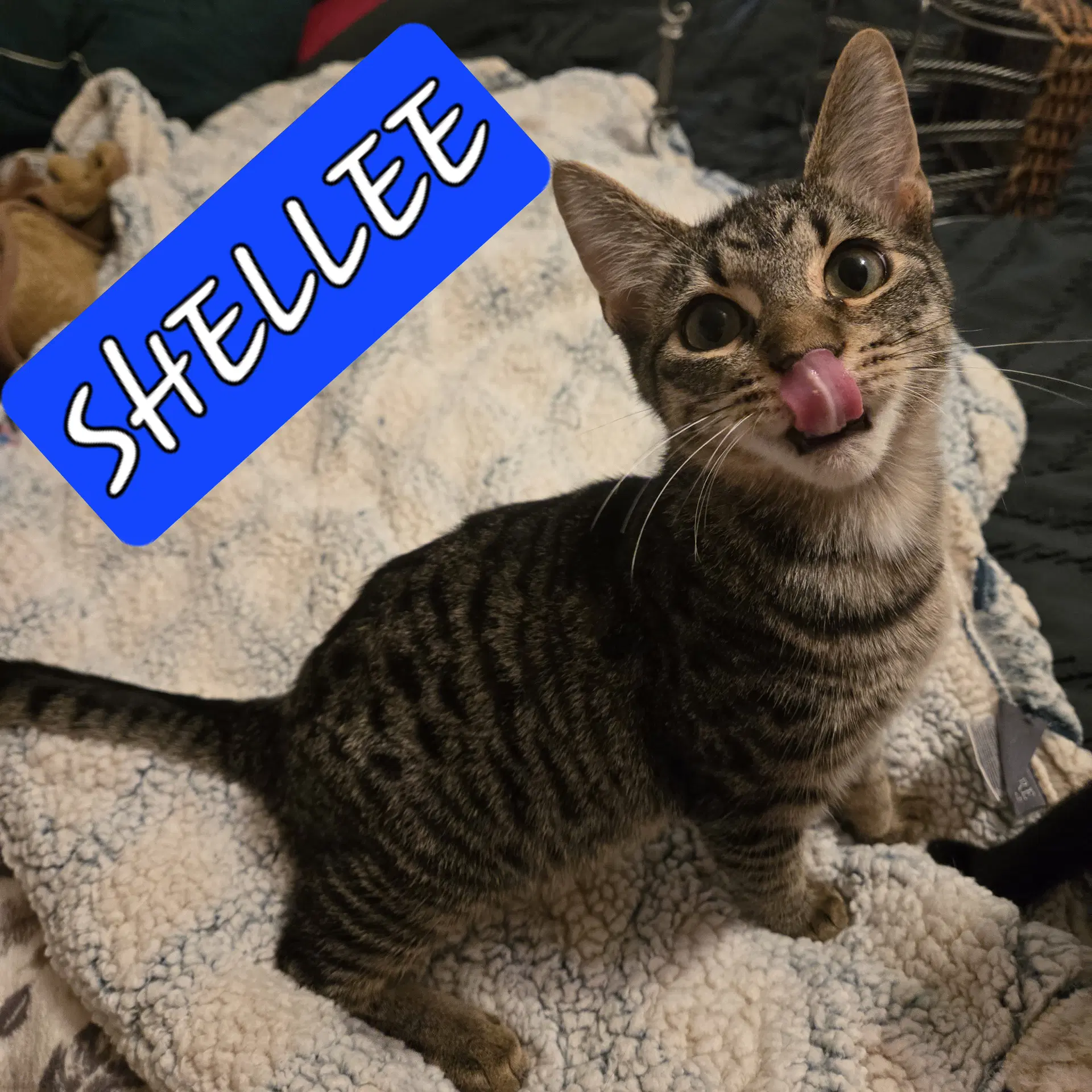 Shellee image 3
