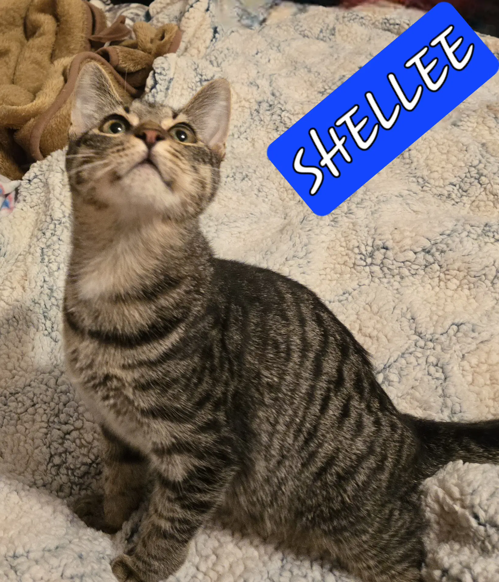 Shellee image 4