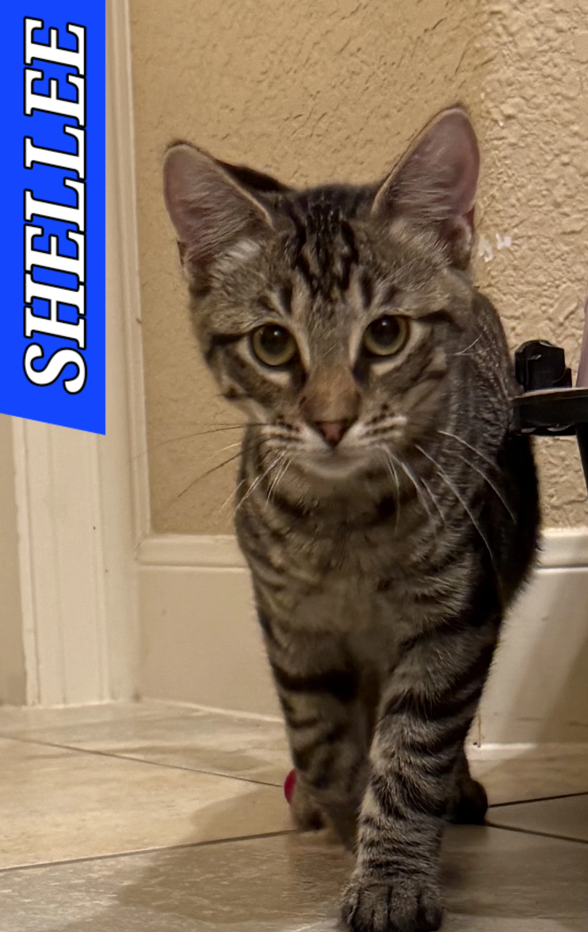 Shellee
