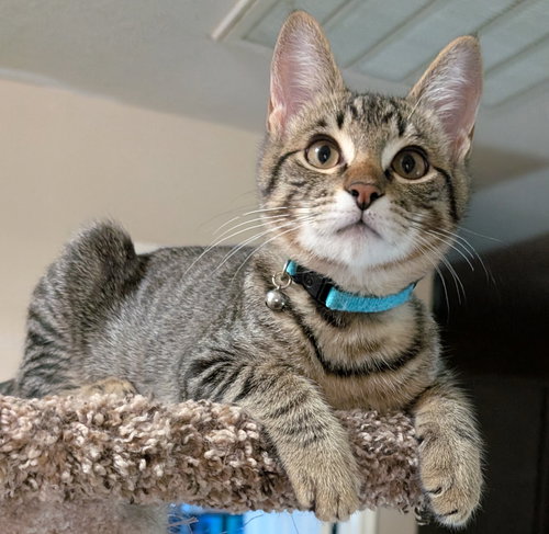 Felix