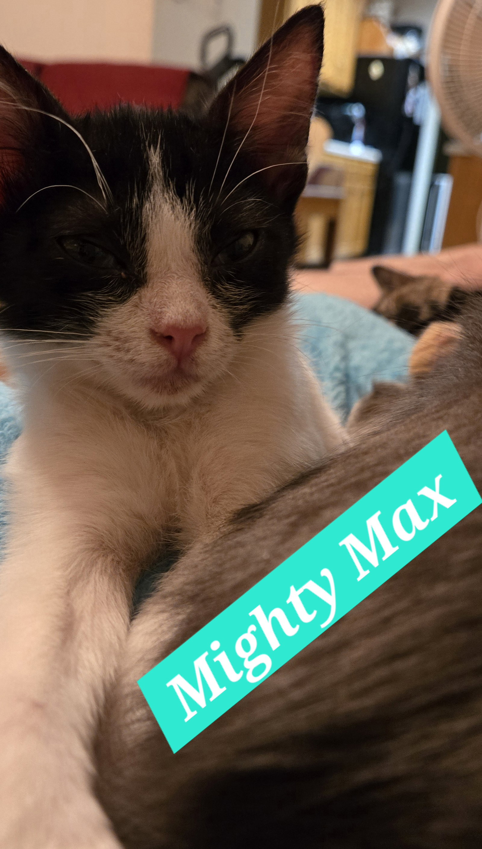 MIGHTY MAX