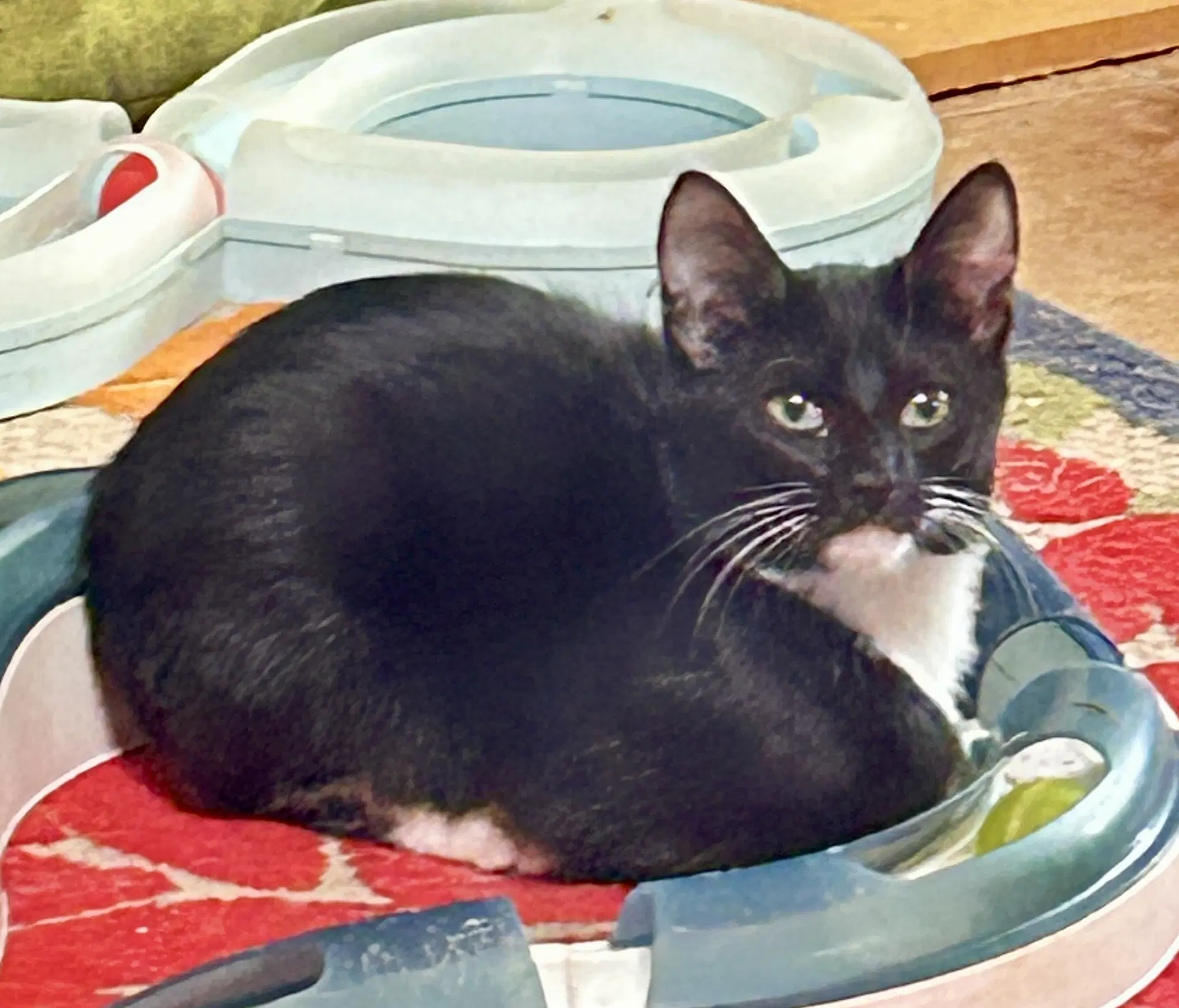 Wyatt - Tuxedo
