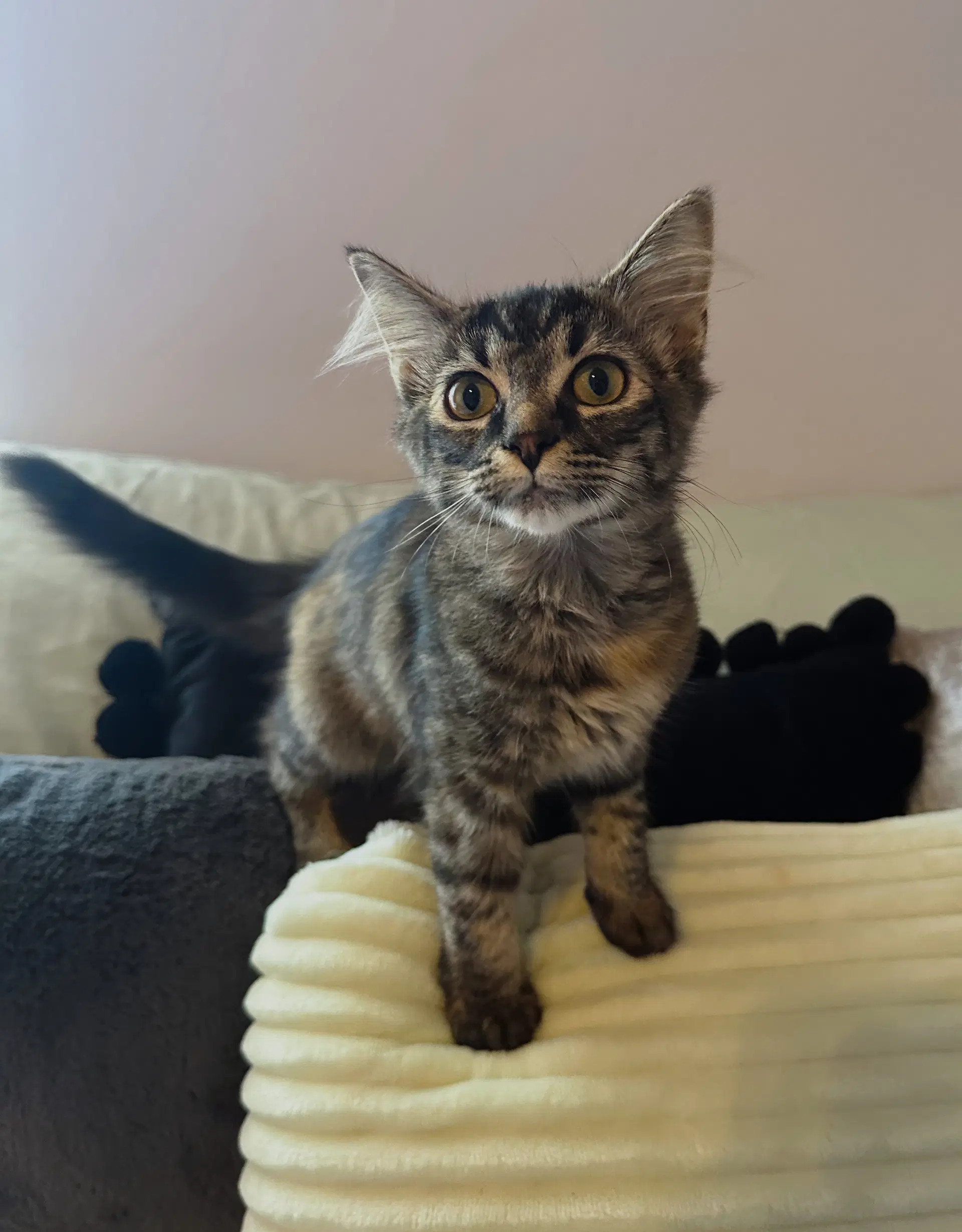 Winnie - Domestic Short Hair