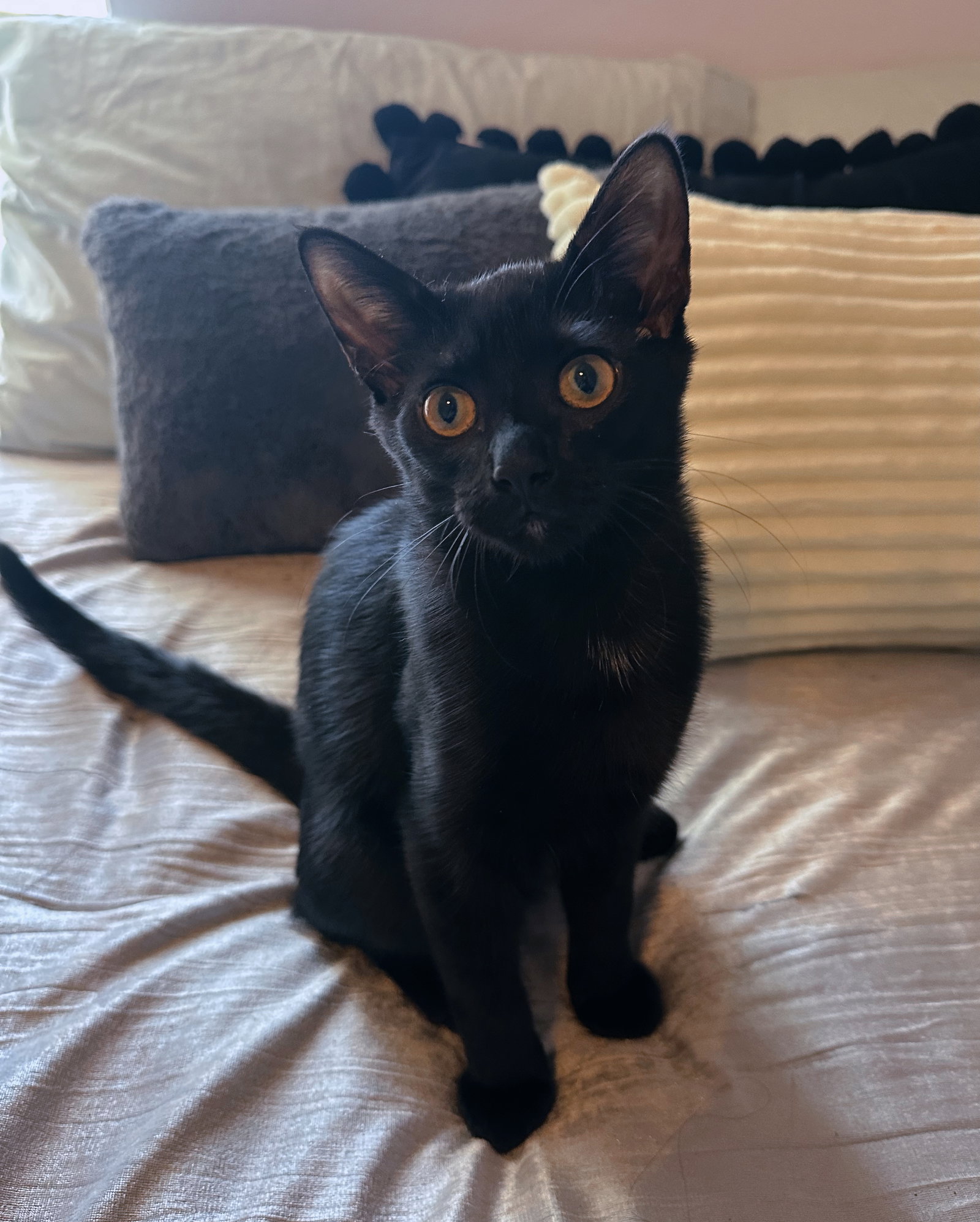 Salem Image