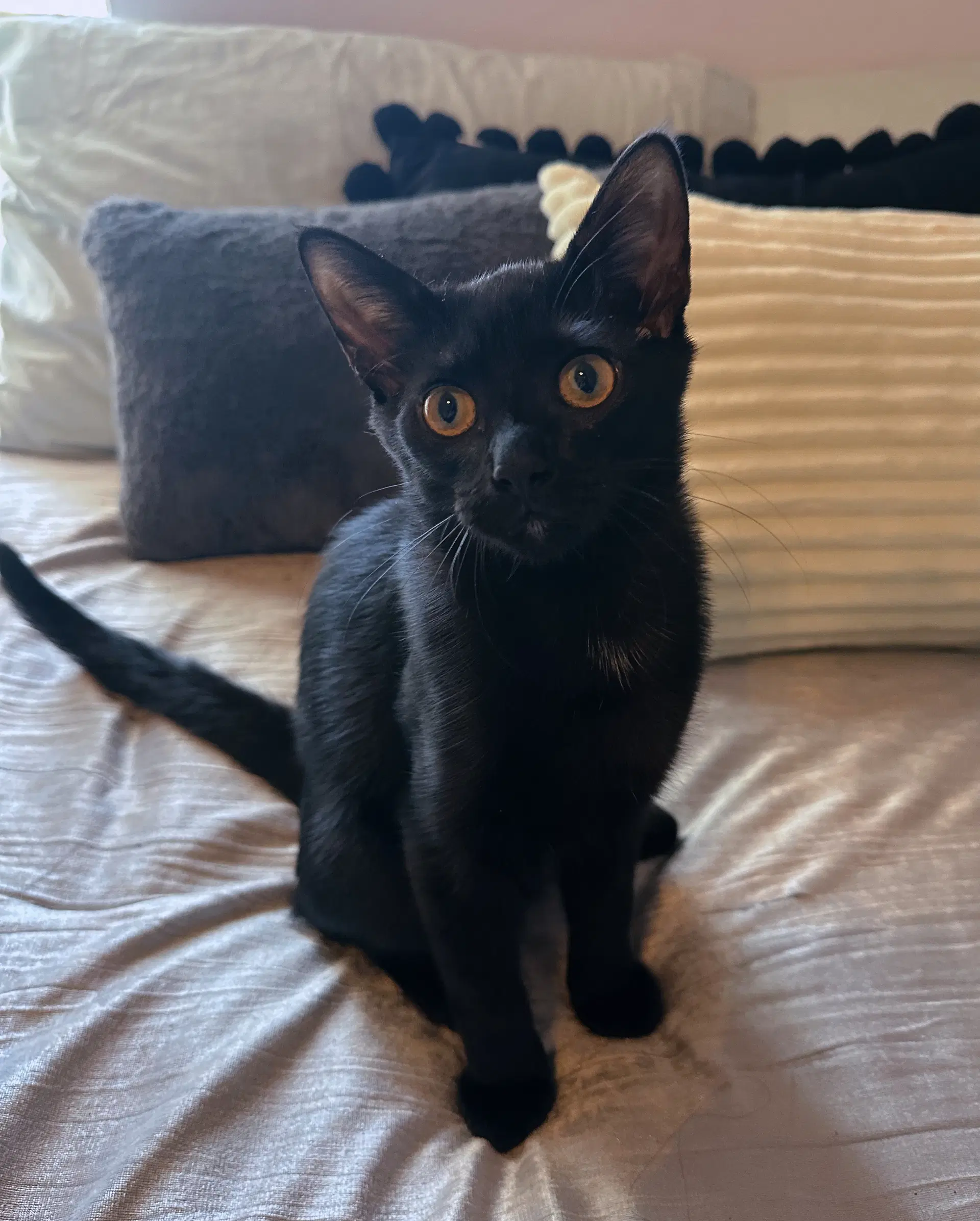 Salem - Domestic Short Hair