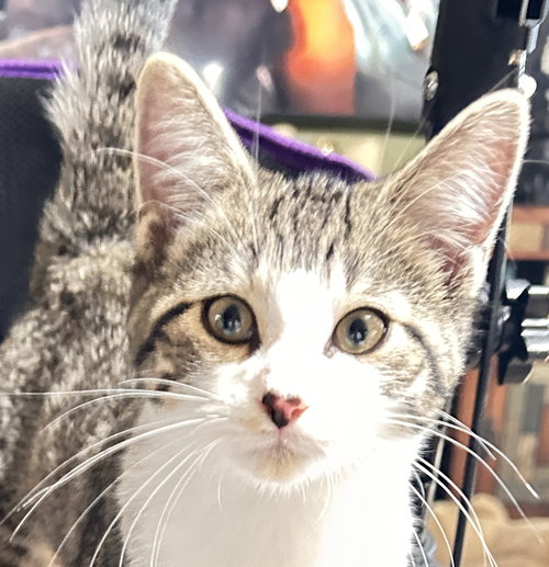 picture of the cat needing adoption