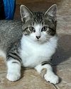 Jaggar