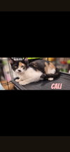 Cali