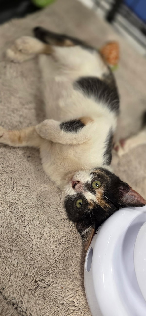 Nala