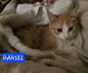 HANSEL
