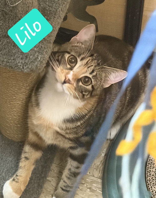 LILO