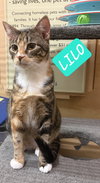 LILO