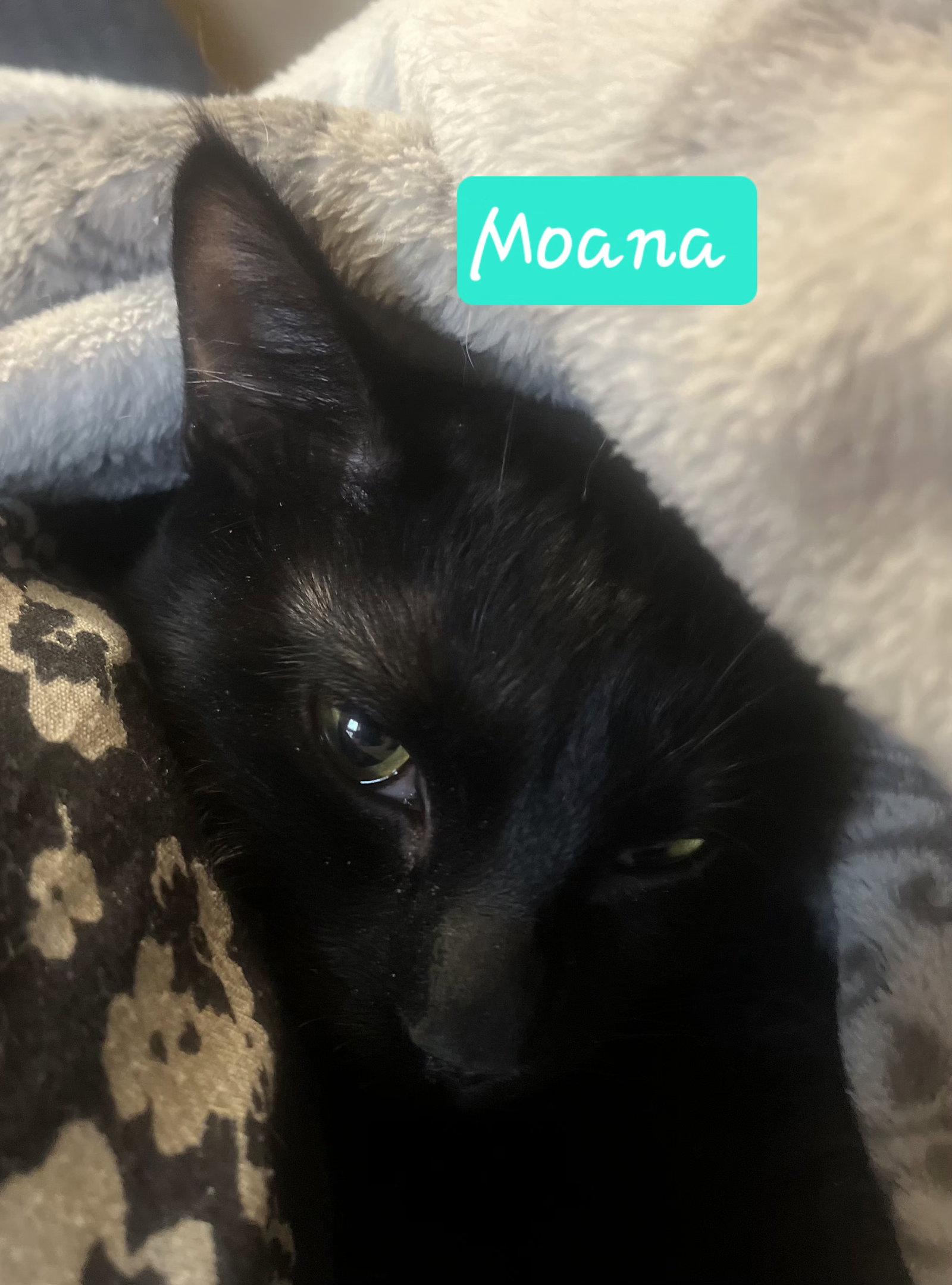 Moana Image
