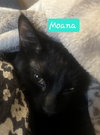 Moana