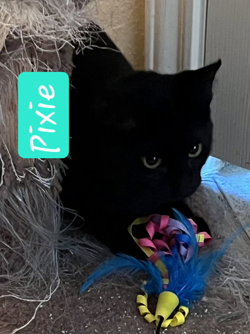 Pixie