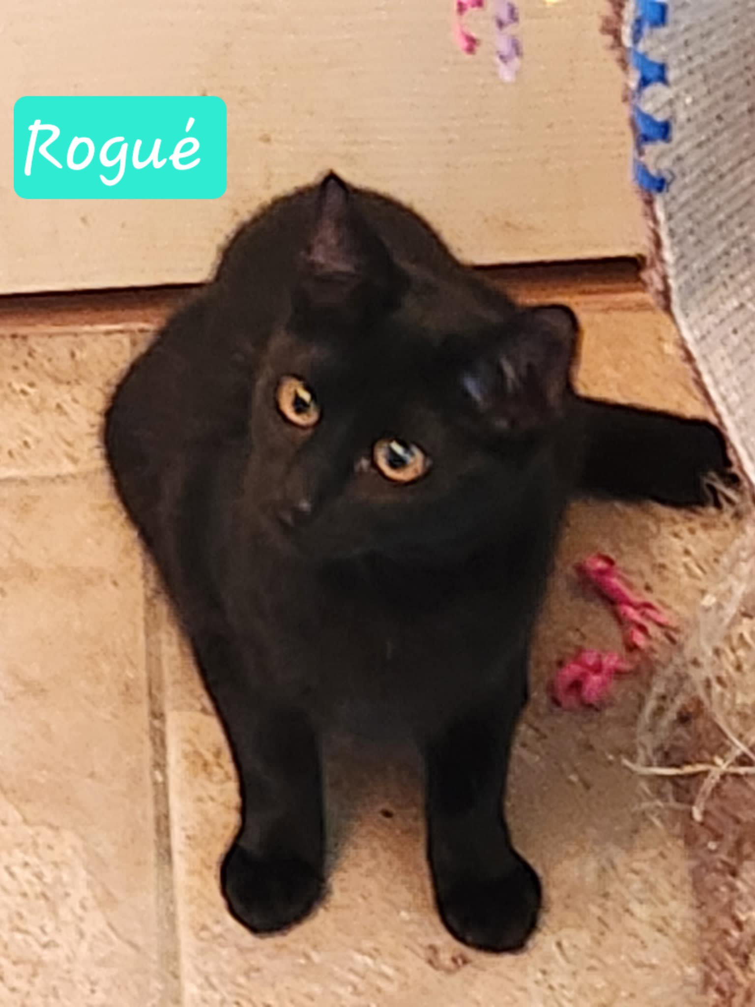Rogue Image