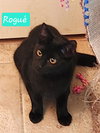 Rogue