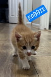 ROBBIE