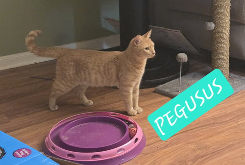 PEGUSUS