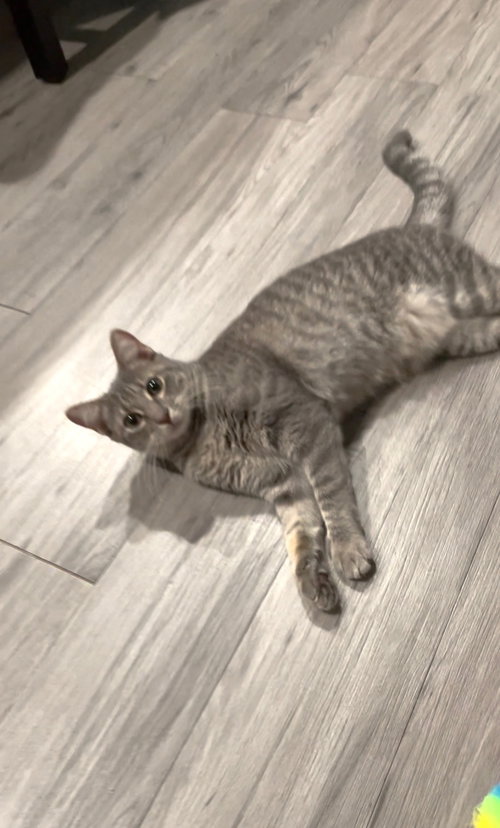 WHISKERS, an adoptable Domestic Short Hair in Cypress, TX