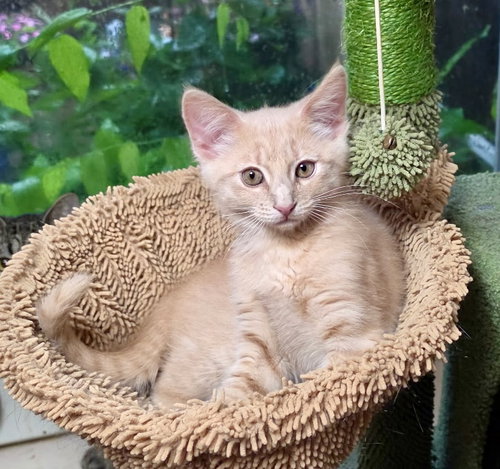 Pebbles, an adoptable Domestic Medium Hair in Cypress, TX