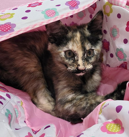 Myrtle, an adoptable Tortoiseshell in Cypress, TX