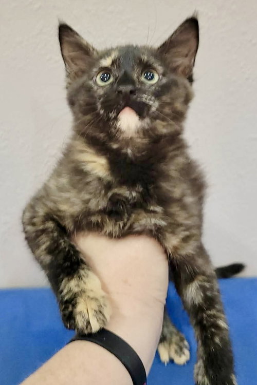Ashes, an adoptable Tortoiseshell in Cypress, TX