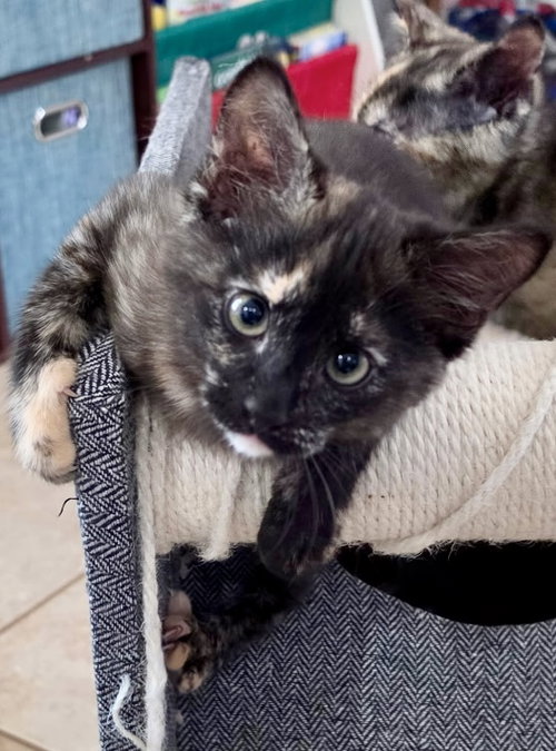 Ashes, Young Tortoiseshell / Domestic Short Hair / Mixed (short coat), cat for adoption in League City, Texas