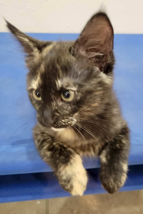 Ashes
