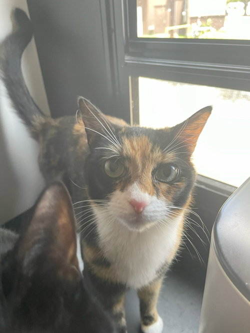 Callie