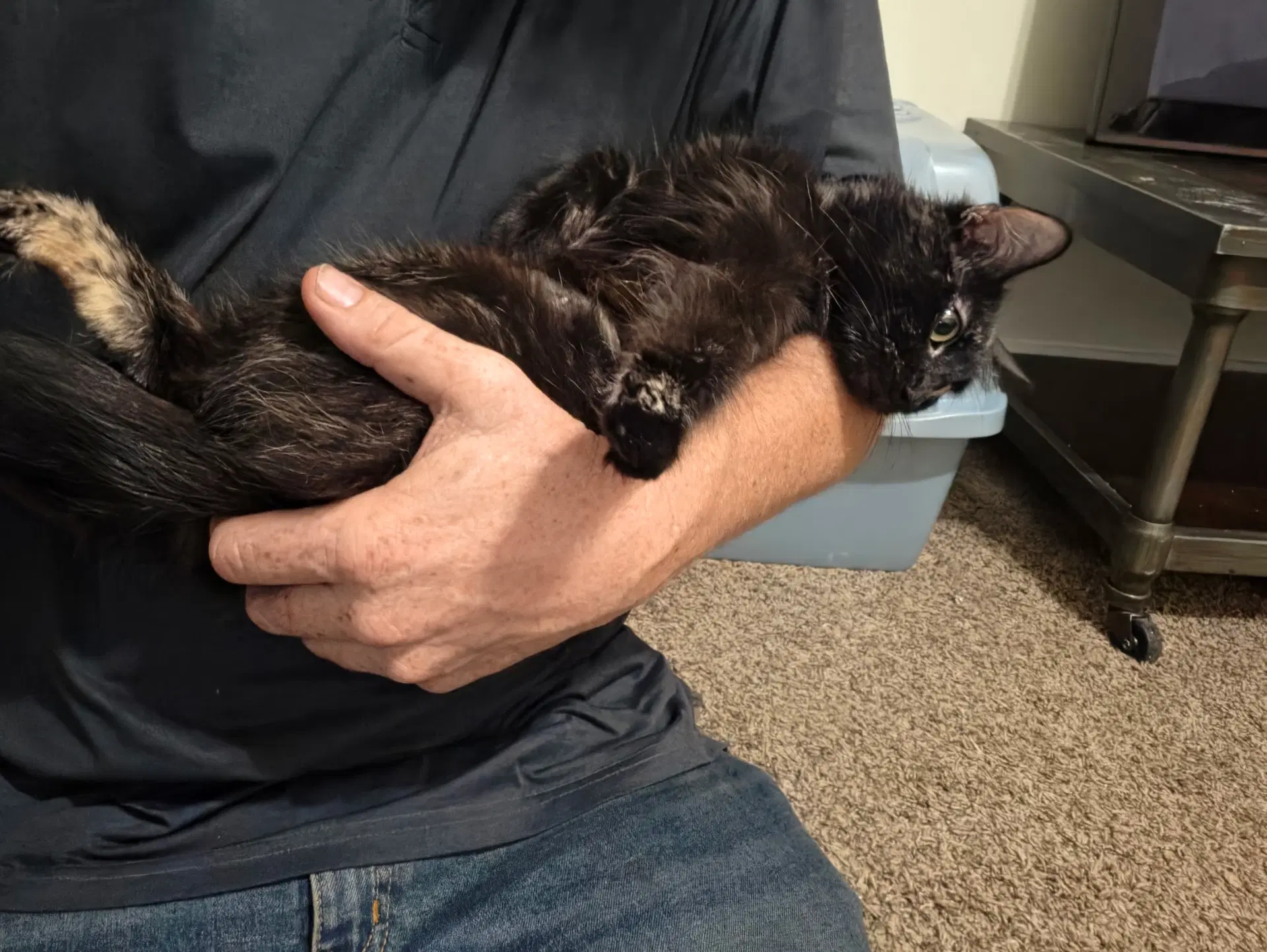 Mama Kitty image 1