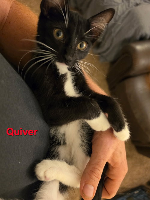 QUIVER