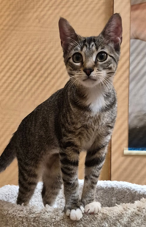 PEANUT, an adoptable Tabby in Cypress, TX