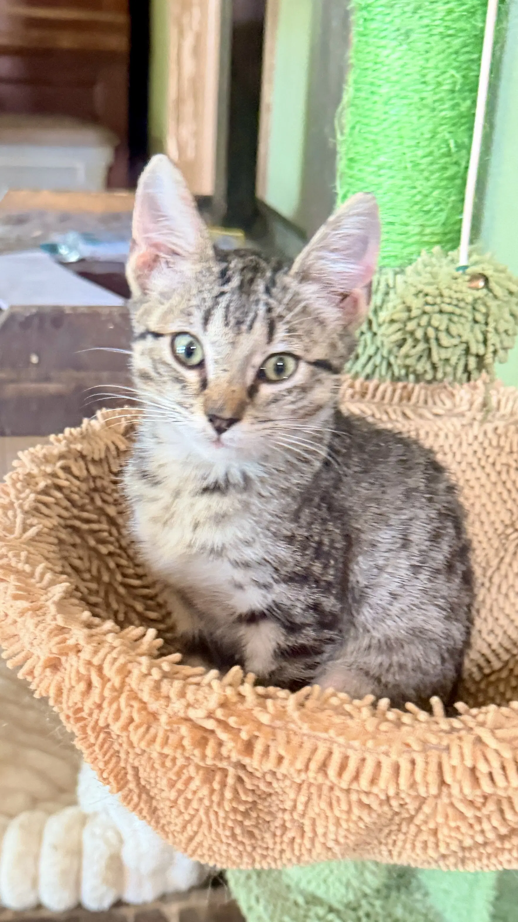 Meeko - Tabby