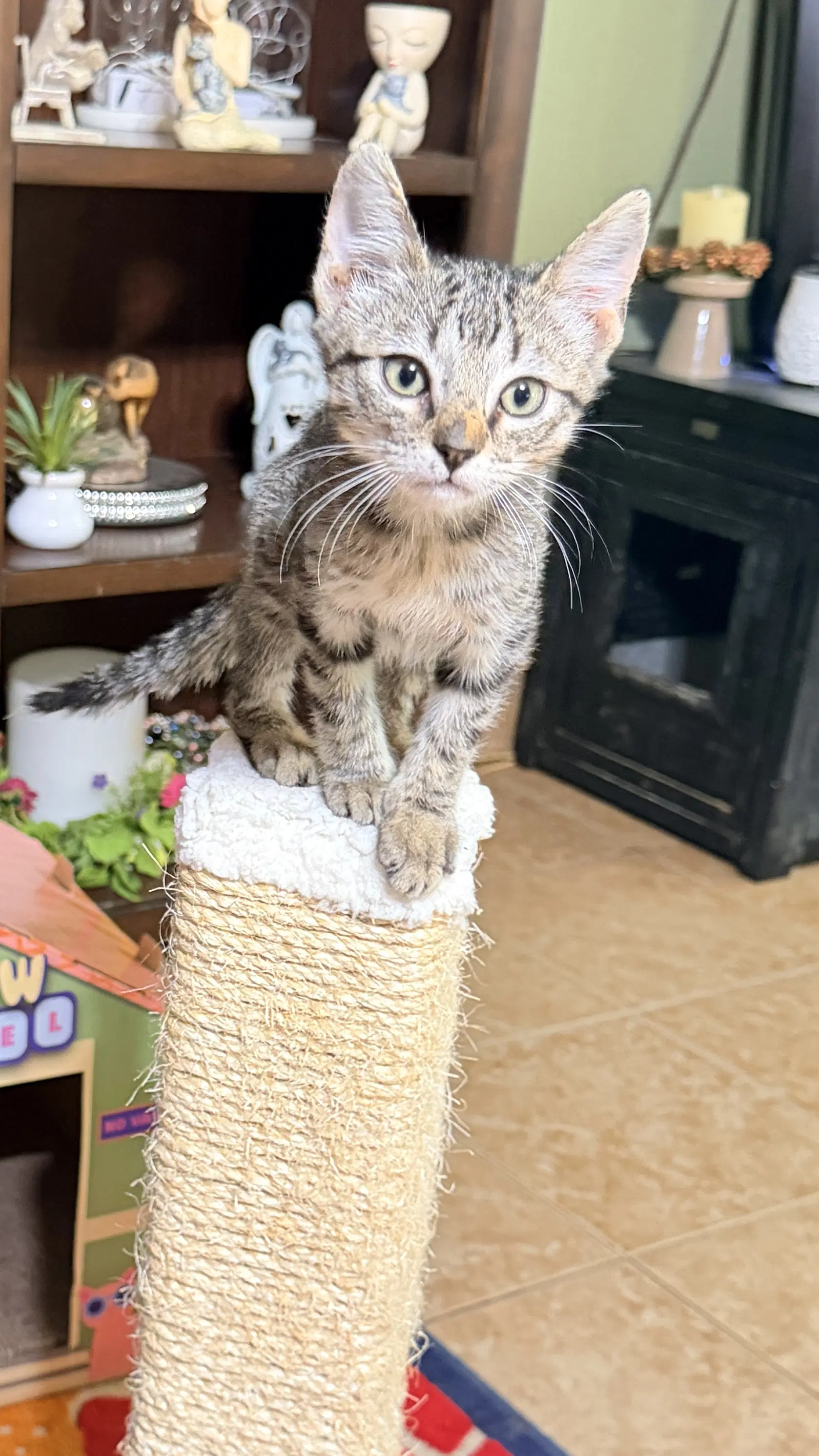Meeko image 2